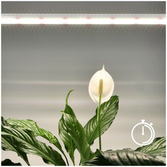LED PLANTENLAMP GROWLY 15W STEKKER/TIMER &amp; KOPPELBAAR GROEILAMP