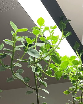 LED PLANTENLAMP BATTEN GOLEAF 120-CM 48W - VOLSPECTRUM GROEILAMP