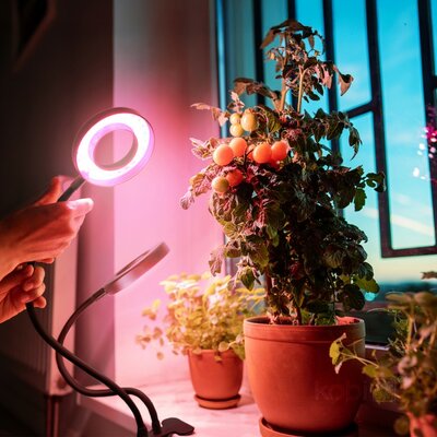 LED KWEEKLAMP VITARO-RING 2 MET TIMER/DIMMER